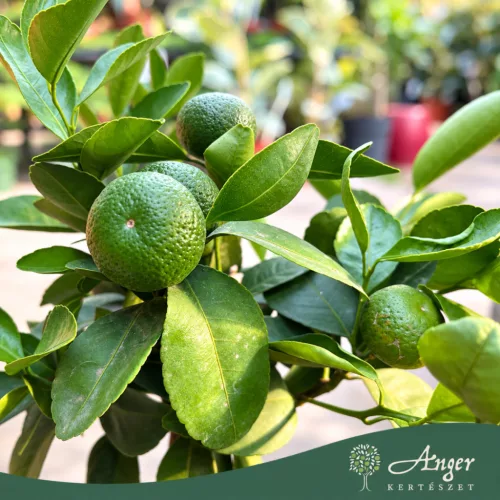 Citrus reticulata 'Cleopatra' - Mandarin - mini törzses - 30-40 cm magas - 15 cm-es cserépben