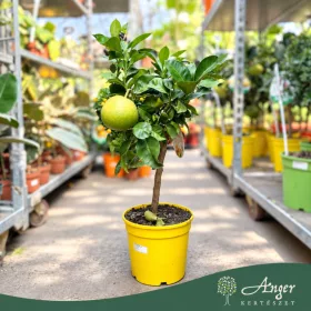  Citrus maxima - Pomelo - mini törzses - 50-70 cm magas - 5 literes cserépben