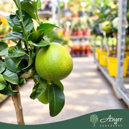 Citrus maxima - Pomelo - mini törzses - 50-70 cm magas - 5 literes cserépben