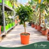 × Citrus tangelo 'Nova' - Tangelo - mini törzses - 50-70 cm magas - 5 literes cserépben