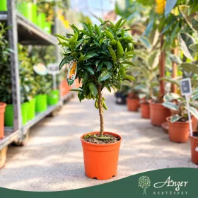   × Citrus tangelo 'Nova' - Tangelo - mini törzses - 50-70 cm magas - 5 literes cserépben