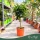 × Citrus tangelo 'Nova' - Tangelo - mini törzses - 50-70 cm magas - 5 literes cserépben