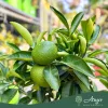 × Citrus tangelo 'Nova' - Tangelo - mini törzses - 50-70 cm magas - 5 literes cserépben