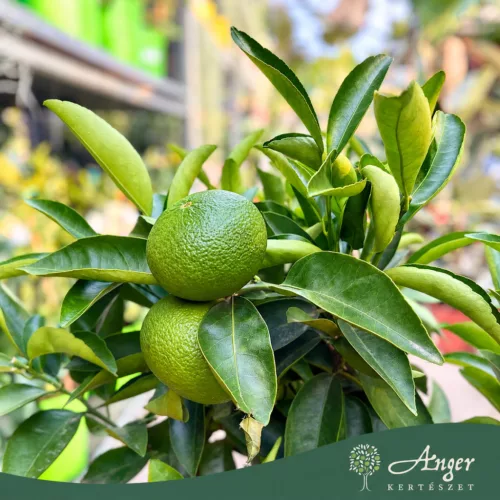 × Citrus tangelo 'Nova' - Tangelo - mini törzses - 50-70 cm magas - 5 literes cserépben