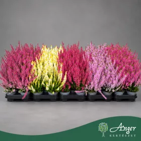   Calluna vulgaris Beauty Ladies Twin - Csarab - vegyes - 12 cm magas - 9 cm-es cserépben