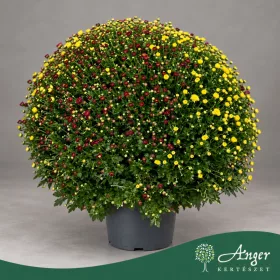   Chrysanthemum 'Garden mum', tricolor - Krizantém - vegyes virágú - 50 cm magas - 19 cm-es cserépben
