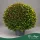 Chrysanthemum 'Garden mum', tricolor - Krizantém - vegyes virágú - 50 cm magas - 19 cm-es cserépben