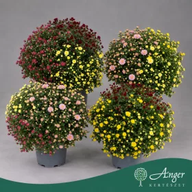   Chrysanthemum - Krizantém - vegyes - 48 cm magas - 5 literes cserépben