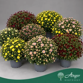   Chrysanthemum 'Garden mum' - Krizantém - vegyes - 45 cm magas - 3 literes cserépben