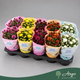   Chrysanthemum 'Milkshake' - Krizantém - vegyes - 23 cm magas - 12 cm-es cserépben