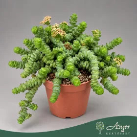   Crassula marnieriana 'Hottentot' - Jáde nyaklánc - 15 cm magas - 11 cm-es cserépben