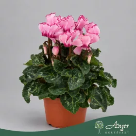   Cyclamen persicum 'Metis Victoria' - Perzsa ciklámen - fehér, rózsaszín szegéllyel - 20 cm magas - 10,5 cm-es cserépben