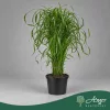 Cyperus alternifolius - Vízipálma - 60 cm magas - 14 cm-es cserépben