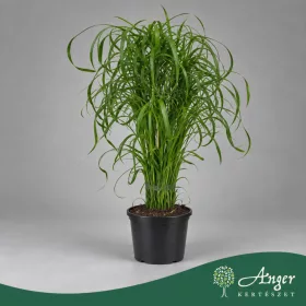   Cyperus alternifolius - Vízipálma - 60 cm magas - 14 cm-es cserépben