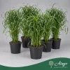 Cyperus alternifolius - Vízipálma - 60 cm magas - 14 cm-es cserépben