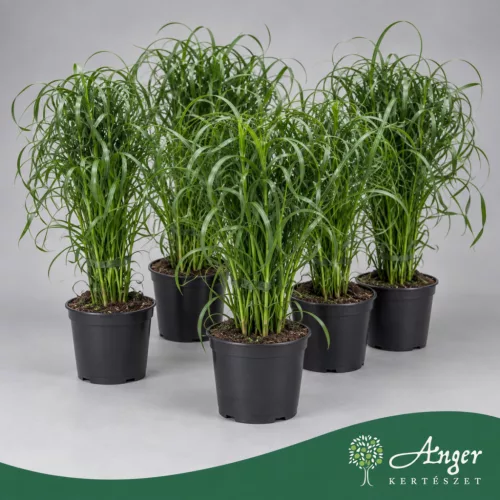 Cyperus alternifolius - Vízipálma - 60 cm magas - 14 cm-es cserépben