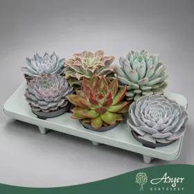   Echeveria - Amerikai kövirózsa - vegyes - 15 cm magas - 13 cm-es cserépben