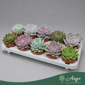   Echeveria - Amerikai kövirózsa - vegyes - 12 cm magas - 10,5 cm-es cserépben
