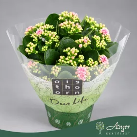   Kalanchoe blossfeldiana 'Calandiva' - Korallvirág - világos rózsaszín - 24 cm magas - 15 cm-es cserépben