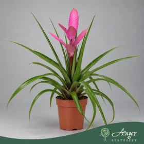   Tillandsia cyanea 'Antonio' - Tollbromélia - 38 cm magas - 12 cm-es cserépben