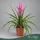 Tillandsia cyanea 'Antonio' - Tollbromélia - 38 cm magas - 12 cm-es cserépben