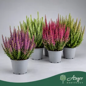   Calluna vulgaris (Beauty Ladies, Mix) - Csarab - vegyes - 20 cm magas - 9 cm-es cserépben