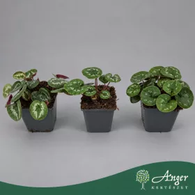   Cyclamen coum  - Kerti ciklámen - vegyes - 15 cm magas - 9 cm-es cserépben