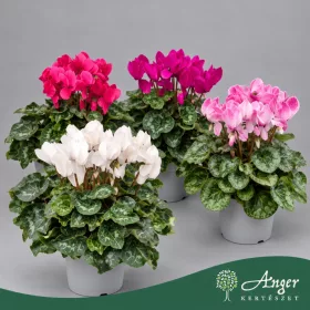   Cyclamen persicum  - Perzsa ciklámen - vegyes - 45 cm magas - 5 literes cserépben