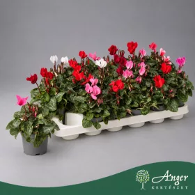   Cyclamen persicum ('Verano', Mix) - Perzsa ciklámen - vegyes - 15 cm magas - 9 cm-es cserépben