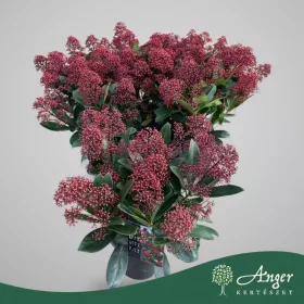   Skimmia japonica 'Rubella' - Japán dérbabér - 45 cm magas - 15 cm-es cserépben