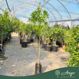   Citrus reticulata 'Marzolino' - Mandarin - 170-200 cm magas - 2 L-es fóliakonténerben 