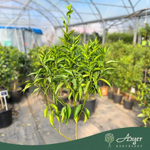 Citrus reticulata 'Marzolino' - Mandarin - 170-200 cm magas - 2 L-es fóliakonténerben 
