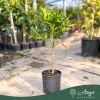 Citrus clementina - Klementin - 60-90 cm magas - 3 literes cserépben
