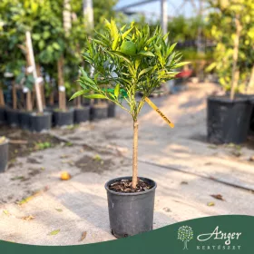   Citrus clementina - Klementin - 60-90 cm magas - 3 literes cserépben