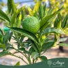Citrus clementina - Klementin - 60-90 cm magas - 3 literes cserépben