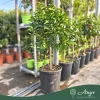 Citrus × paradisi - Grapefruit - 120-180 cm magas - 25 literes cserépben