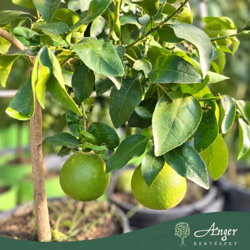 Citrus × paradisi - Grapefruit - 120-180 cm magas - 25 literes cserépben