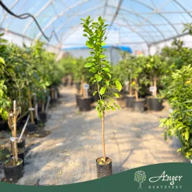   Citrus limon 'Zagara Bianca' - Citrom - 180-200 cm magas - 2 L-es fóliakonténerben 