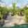 Citrus limon 'Zagara Bianca' - Citrom - 180-200 cm magas - 2 L-es fóliakonténerben 