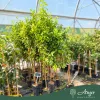 Citrus limon 'Zagara Bianca' - Citrom - 180-200 cm magas - 2 L-es fóliakonténerben 
