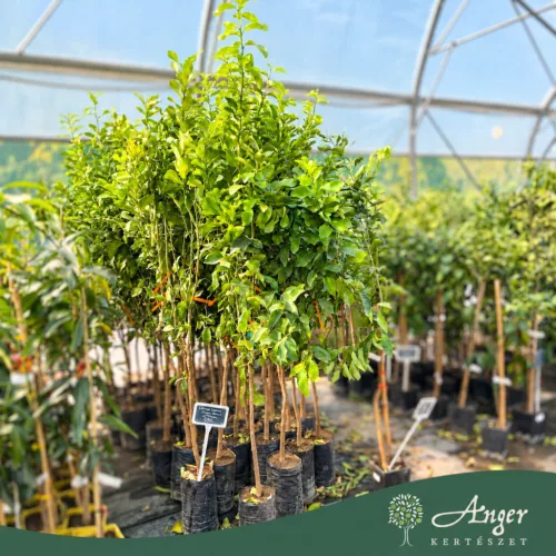 Citrus limon 'Zagara Bianca' - Citrom - 180-200 cm magas - 2 L-es fóliakonténerben 