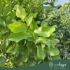 Citrus limon 'Zagara Bianca' - Citrom - 180-200 cm magas - 2 L-es fóliakonténerben 