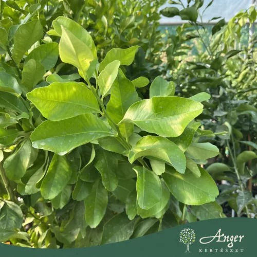 Citrus limon 'Zagara Bianca' - Citrom - 180-200 cm magas - 2 L-es fóliakonténerben 