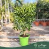 Citrus reticulata × Fortunella margarita - Kucle - 50-80 cm magas - 3 literes cserépben