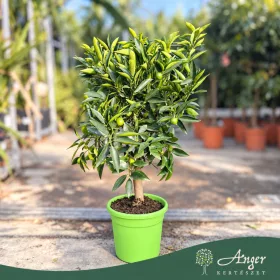   Citrus reticulata × Fortunella margarita - Kucle - 50-80 cm magas - 3 literes cserépben