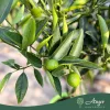 Citrus reticulata × Fortunella margarita - Kucle - 50-80 cm magas - 3 literes cserépben
