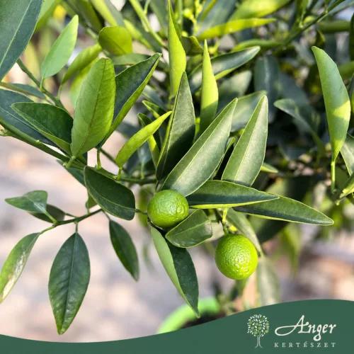 Citrus reticulata × Fortunella margarita - Kucle - 50-80 cm magas - 3 literes cserépben
