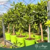 Citrus reticulata × Fortunella margarita - Kucle - 50-80 cm magas - 3 literes cserépben