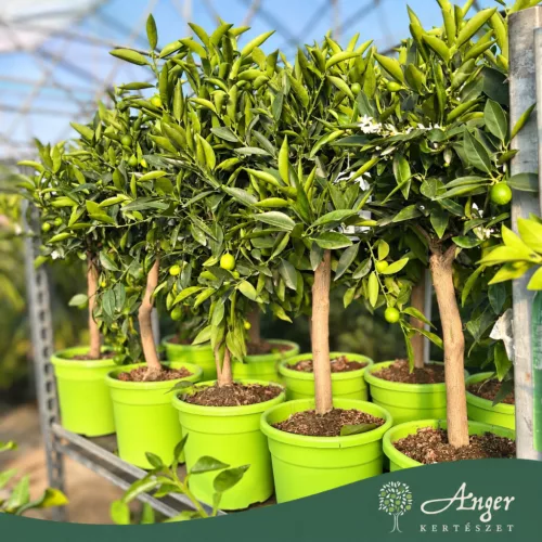 Citrus reticulata × Fortunella margarita - Kucle - 50-80 cm magas - 3 literes cserépben