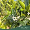 Citrus reticulata × Fortunella margarita - Kucle - 50-80 cm magas - 3 literes cserépben